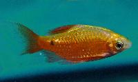 Pethia conchonius