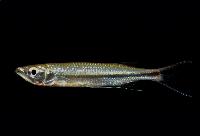 Luciosoma spilopleura