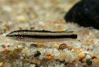 Ambastaia nigrolineata