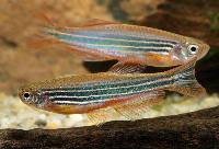 Danio kyathit