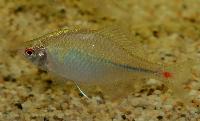 Rhodeus ocellatus