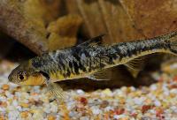 Sarcocheilichthys nigripinnis