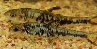 Sarcocheilichthys nigripinnis