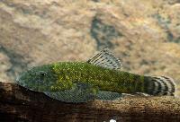 Gastromyzon lepidogaster