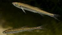 Notropis rubellus