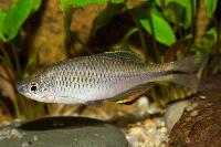 Paratanakia himantegus