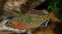 Acheilognathus tonkinensis