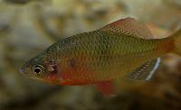 Acheilognathus tonkinensis
