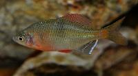 Acheilognathus tonkinensis