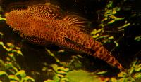 Pseudogastromyzon fangi