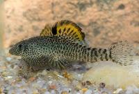 Pseudogastromyzon fangi