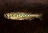 Danio sysphigmatus
