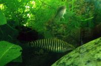 Yunnanilus cruciatus