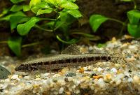 Erromyzon kalotaenia
