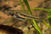 Trigonostigma somphongsi