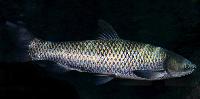 Mylopharyngodon piceus