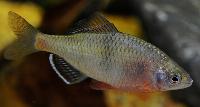 Acheilognathus tonkinensis