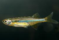 Laubuca dadiburjori