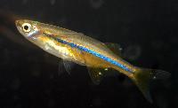 Laubuca dadiburjori