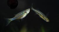 Laubuca dadiburjori