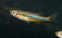 Laubuca dadiburjori