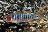 Danio erythromicon