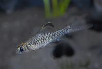 Oreichthys cosuatis