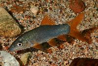 Yasuhikotakia lecontei
