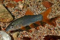Yasuhikotakia lecontei
