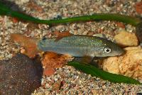 Yasuhikotakia lecontei