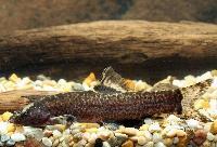 Leptobotia taeniops