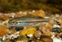 Brachydanio jaintianensis