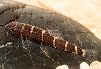 Barbucca diabloica