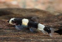 Yaoshania pachychilus