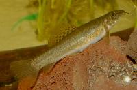 Lepidocephalichthys sp. 'India'