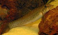 Lepidocephalichthys sp. 'India'