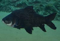 Catlocarpio siamensis