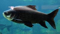 Catlocarpio siamensis