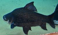 Catlocarpio siamensis