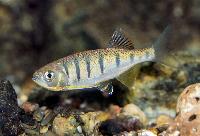 Opsarius pulchellus