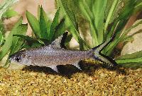Balantiocheilus melanopterus
