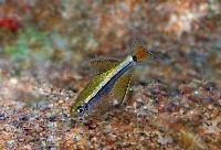 Tanichthys kuehnei