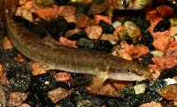 Erromyzon sinensis 