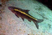 Labeo cylindricus