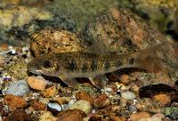 Garra spilota
