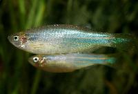 Danio kerri