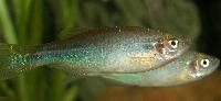 Danio kerri