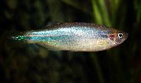 Danio kerri