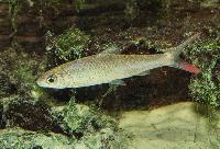 Discherodontus ashmeadi