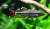 Tanichthys albonubes